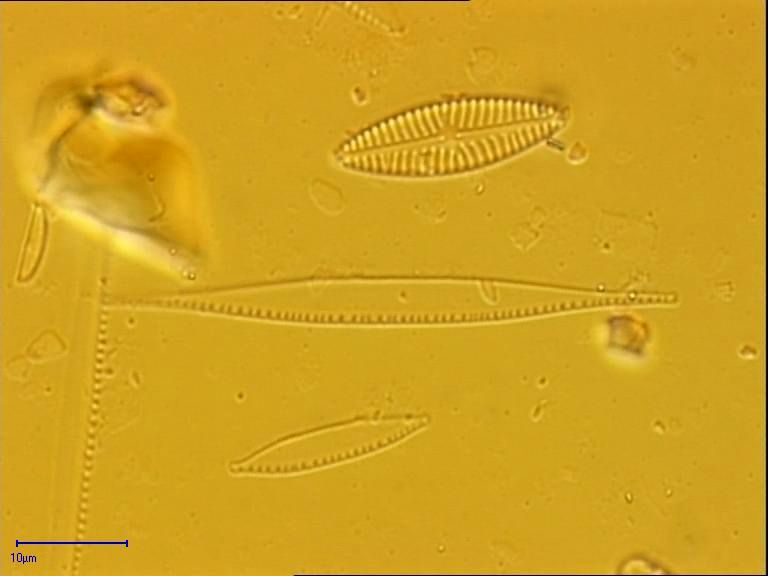 Nitzschia gracilis, Hantzsch | Sandre 